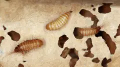 खप्रा बिटलका लार्भा