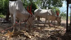 गाय