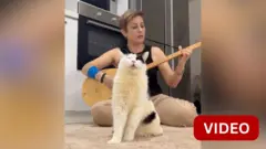 வைரலாகும் பூனை