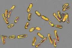 Bactéria Clostridium difficile, vista ao microscópio
