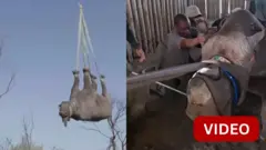 காண்டாமிருகங்கள்