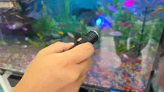 Homem segura lanterna em direção a um peixe no aquário, que brilha
