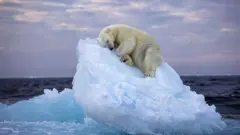 Beerii cabbiirra ciisu