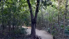 মিয়াওয়াকি ফরেস্ট পদ্ধতিতে খুব কম সময়ে কৃত্রিম বন গড়ে ওঠে