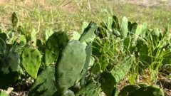 Зелені пласкі кактуси серед звичної, вже дещо пожовклої, трави 