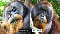 ራኩስ ምስ ቁስሉ (ብጸጋም) ምስ ሓወየ (ብየማን)