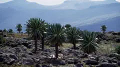 Gaara Sannaatee, Baalee