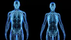 Visualisation d'un squellete d'homme (à gauche) et de femme