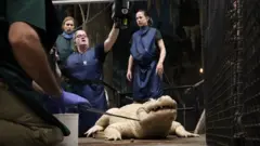 Thibodaux. a 36-year-old white alligator, had 70 coins removed from his stomach