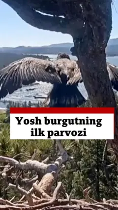 Ёш бургут парвози