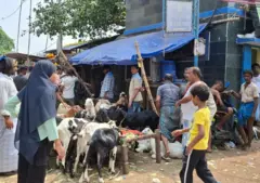 নারকেল ডাঙার ‘বকরি মার্কেটের’ ছবি
