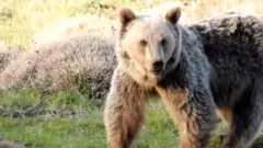 خرس در جنگل‌های مازندران