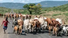 የቀንድ ከብቶች በዋና መንገድ ላይ እየተነዱ ሲጓዙ