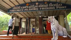 Leopard, Tirumala