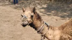 उंट