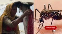 મચ્છરનો ત્રા, ડેંગ્યુ, મલેરિયા, રાજકોટના સમાચાર, બીબીસી ગુજરાતી 