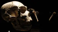 Homo heidelbergensis