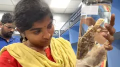BBC