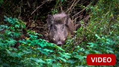 குஜராத்: காட்டுப்பன்றி கடித்த இளைஞர், சிகிச்சையை பாதியில் நிறுத்தியதால் மரணம்