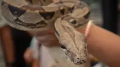 মরার পরেও সাপ কামড়াতে পারে কী না, তা নিয়ে গবেষণা হয়েছে আসামে - প্রতীকী ছবি