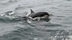 Şişe burunlu yunus