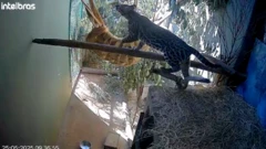 Jaguatirica em uma cela