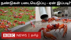 நண்டுகள்