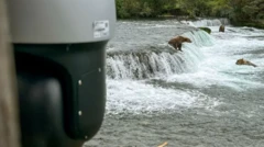 Ursos em cachoeira e câmera por perto