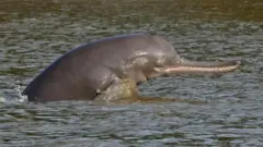 డాల్ఫిన్లు