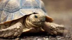 తాబేలు turtle 
