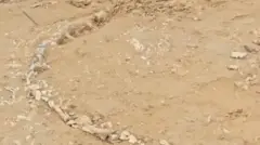 ஃபைட்டோசார் எனப்படும் இந்த புதை படிவம், 1.5 முதல் 2 மீட்டர் நீளமுடையது.