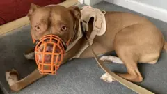 pitbull with muzzle