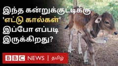 இலங்கையில் எட்டு கால்களுடன் பிறந்த கன்றுக்குட்டி