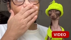 இணையத்தில் சிரிப்பலையை ஏற்படுத்திய பிரபல நாயின் உடை