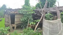 खेतनजिकै बनाइएको एउटा छाउगोठ