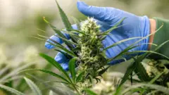 Mão usando luva azul toca uma florroleta multiplicação bet365maconha