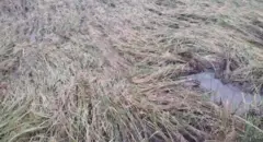 மழை நிலவரம்