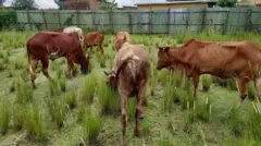 Loon himatamtootaan hatamanii turan