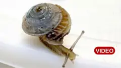 అంతరించిపోతున్న నత్తలు 