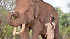 ஆந்திரப் பிரதேச துணை முதல்வர் பவன் கல்யாண் கர்நாடகாவிலிருந்து கொண்டு வந்த பழக்கப்படுத்தப்பட்ட யானைகள்