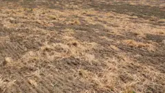 Požutela njiva posle upotrebe totalnih herbicida