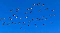 Pássaros voando no céu azul