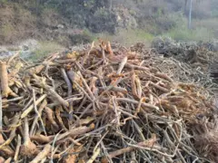  जरैबाट निकालेर नेपालगन्ज लैजान सडक छेउमा राखिएका चुत्रोहरू 