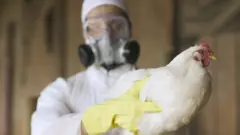 Seorang pekerja peternakan dengan pakaian pelindung lengkap, masker dengan respirator dan sarung tangan karet mengangkat seekor ayam