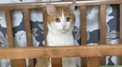 ٹوئکس کو ہفتے کے روز رضاکاروں نے مردہ پایا