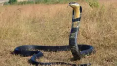 Kuna takriban spishi 3900 za nyoka zinazopatikana kote ulimwenguni