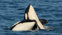 دو نهنگ قاتل سر از آب بیرون آورده‌اند