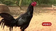 నాటుకోళ్లు, తెలంగాణ, ఆంధ్రప్రదేశ్