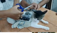 «گربه قاچاقچی» در زندان کاستاریکا دستگیر شد