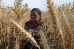 ਕਣਕ ਦੀ ਫਸਲ 